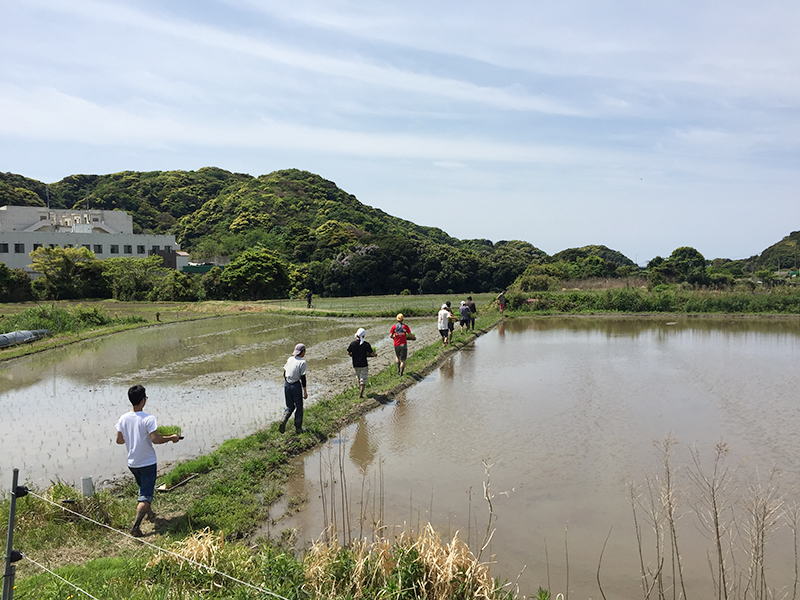 田植え